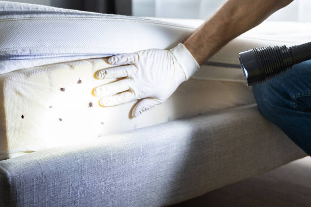 Best Local Pest Control Services  in Vinings, GA