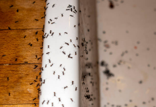 Best Emergency Pest Control  in Vinings, GA