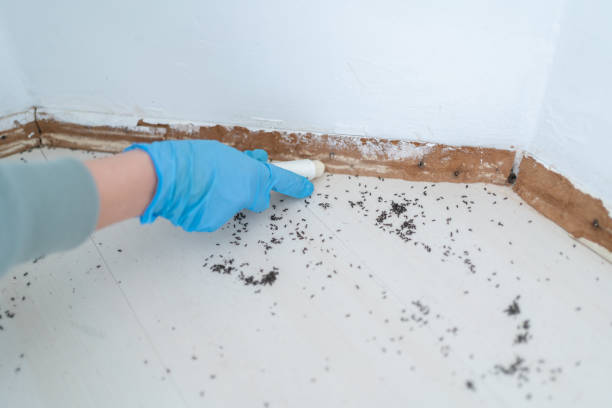 Best Insect Control  in Vinings, GA